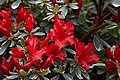 Rhododendron Hot Shot Variegata IMG_4425 Azalia